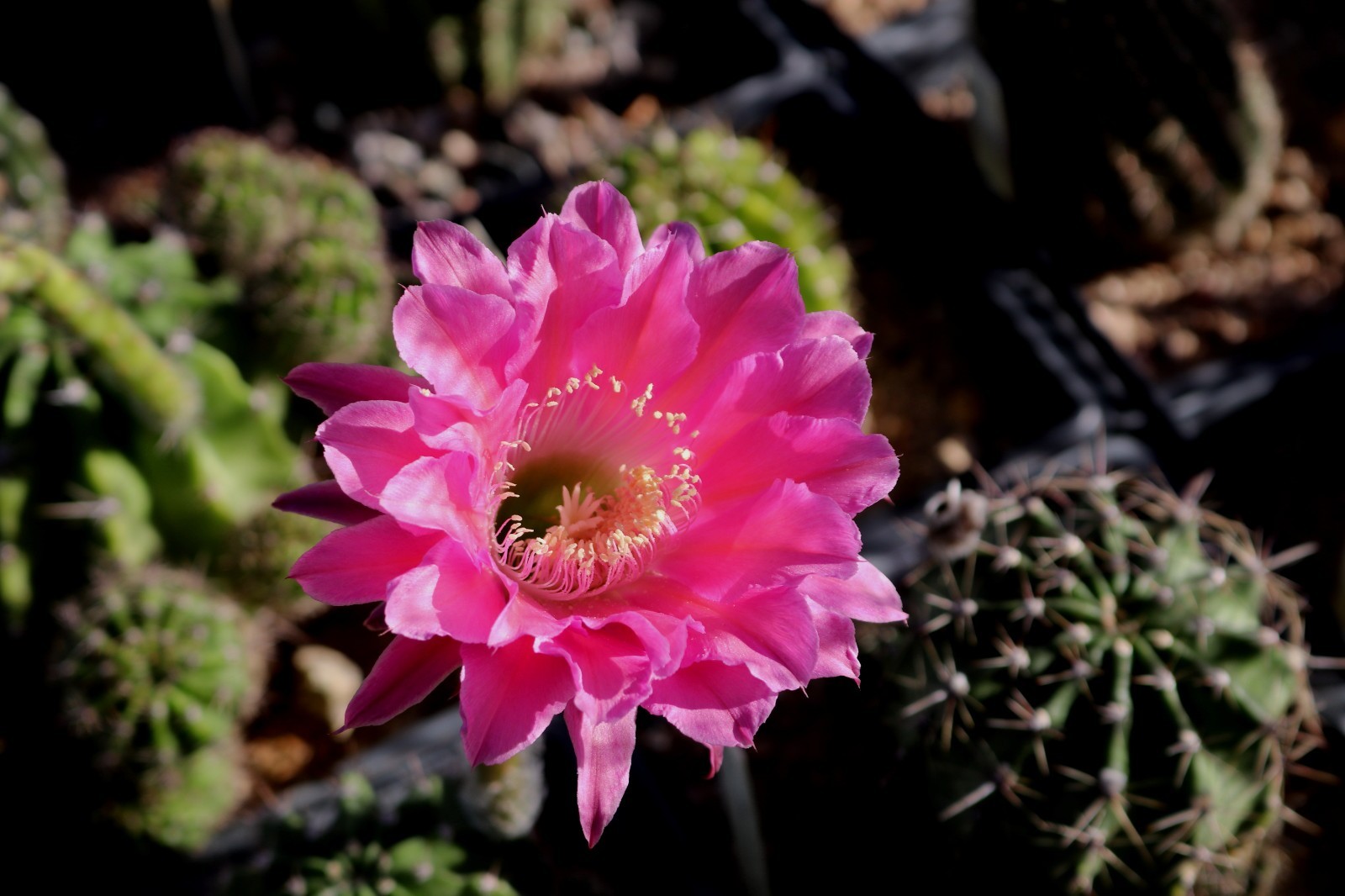Echinopsis hybrid ‘W-24’