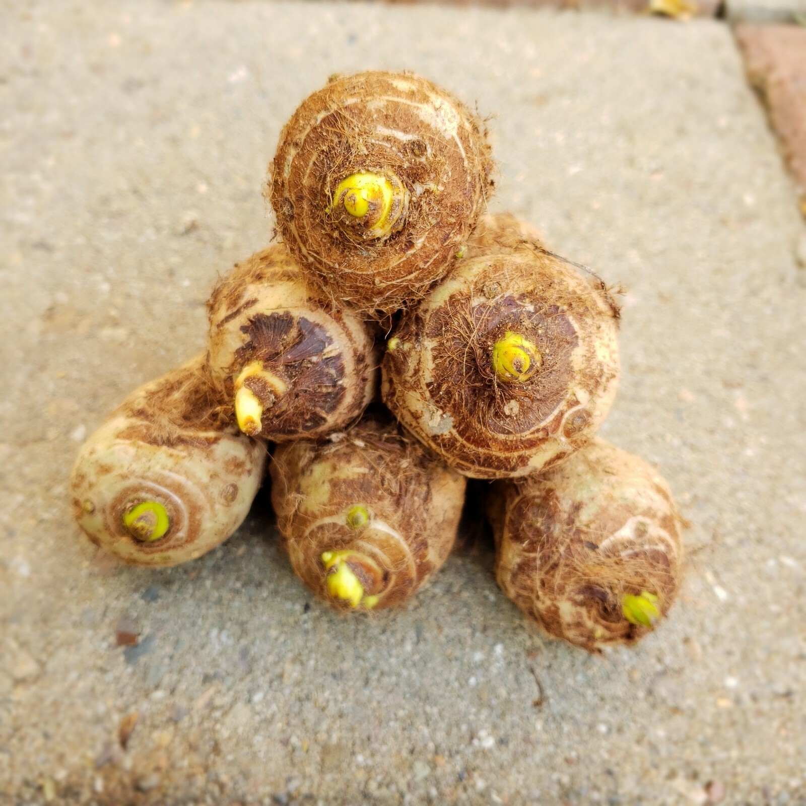 10 LIVE Elephant Ear Taro Kalo Eddo Colocasia Esculenta Gabi Bulb READY to GROW