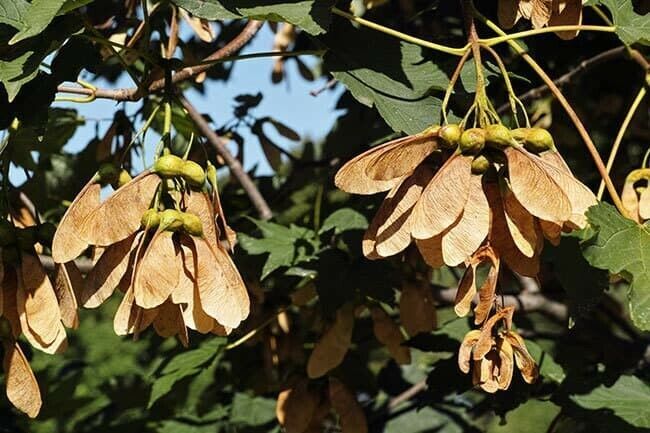 FAST GROWING TREE SEEDS: Norway Maple (Acer Platanoides) Size:10-100 | US Seller