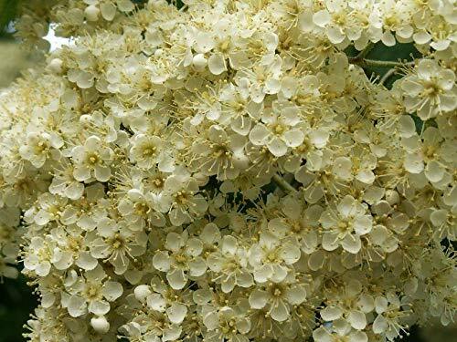 ASH Tree Mountain – Amur – Rowan – Sorbus Aucuparia jocad (20 Seeds)