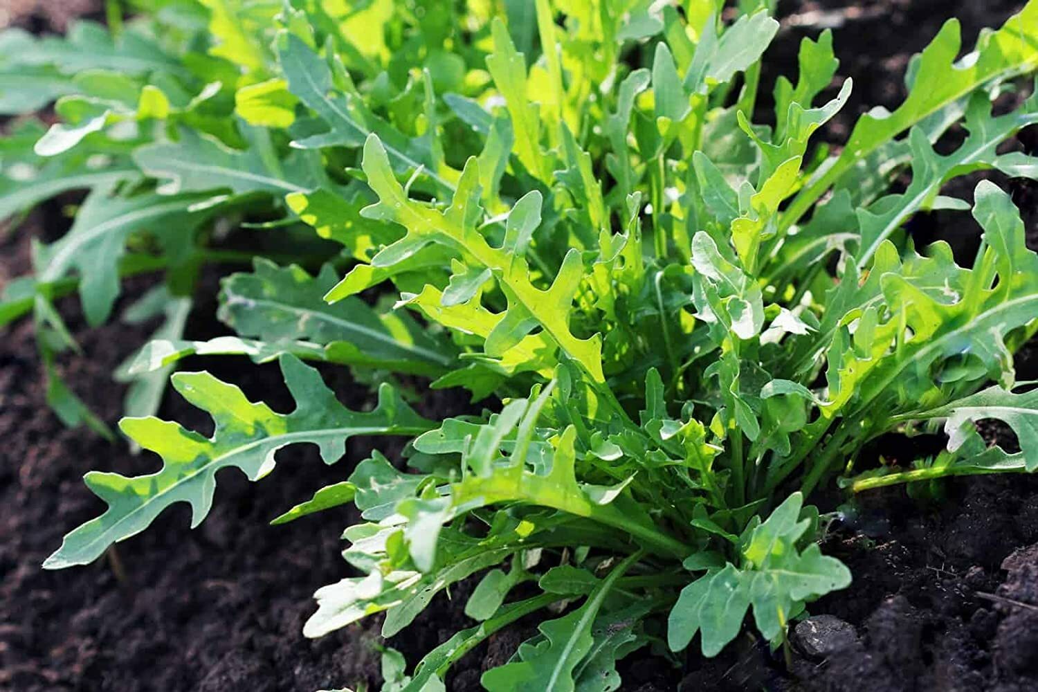 13 oz Arugula- NON GMO microgreen seeds for Sprouting Sprouts