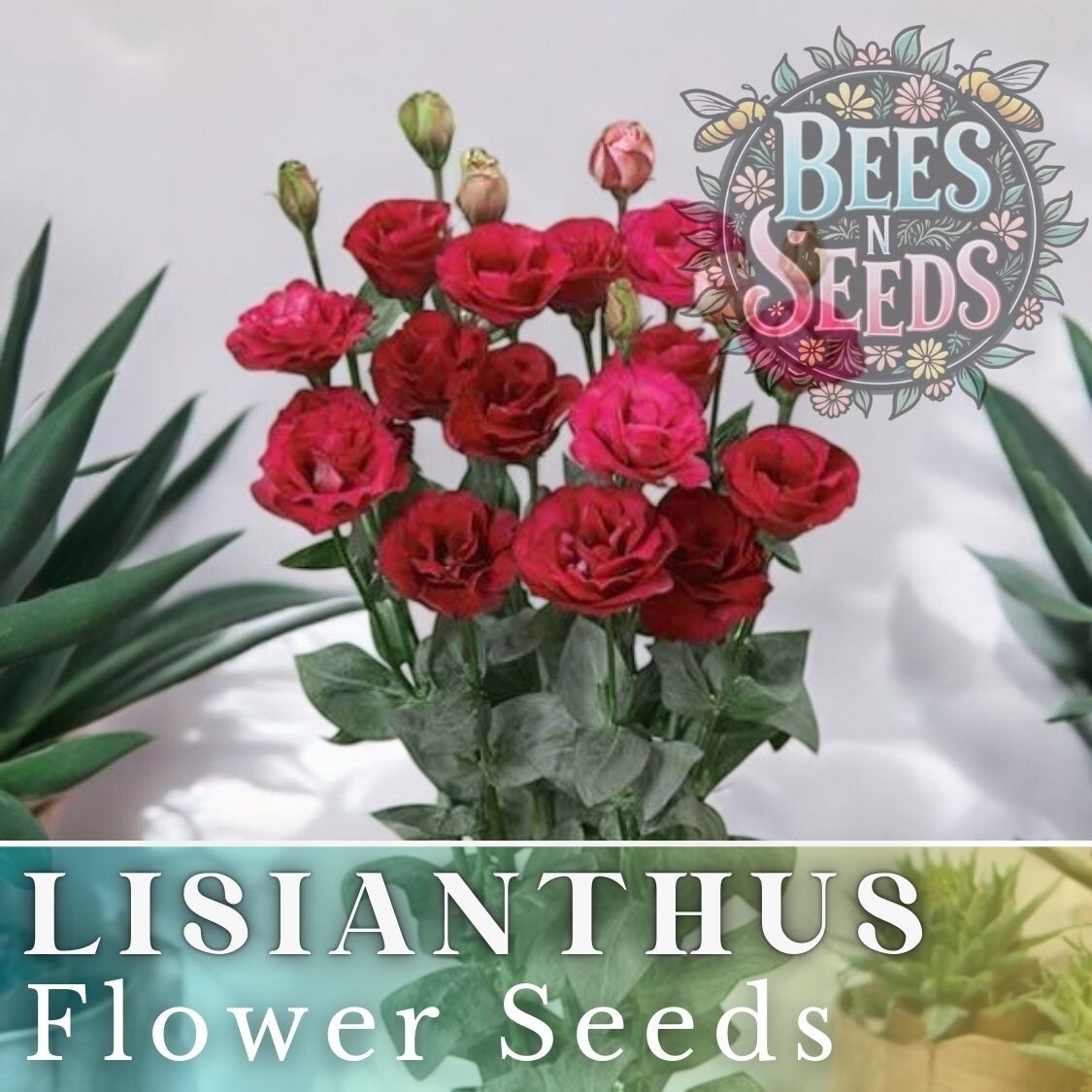 Cherry Equinox Lisianthus Seeds – 125-5000 Seeds Flower Seed Non Gmo Heirloom