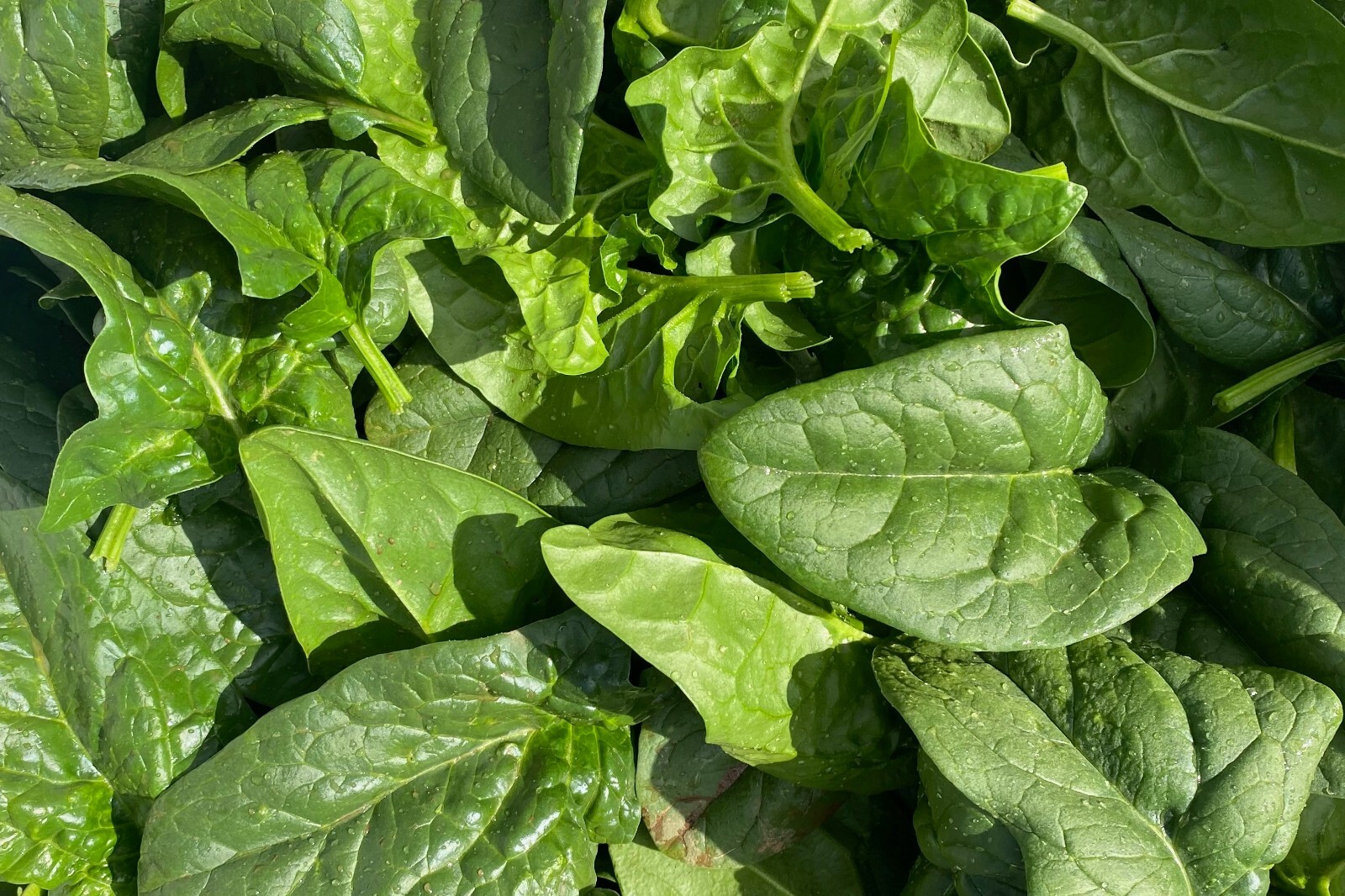 Equinox Spinach Seeds: Grow Very Healthy Noble Water Spinach USA Organic Non-GMO
