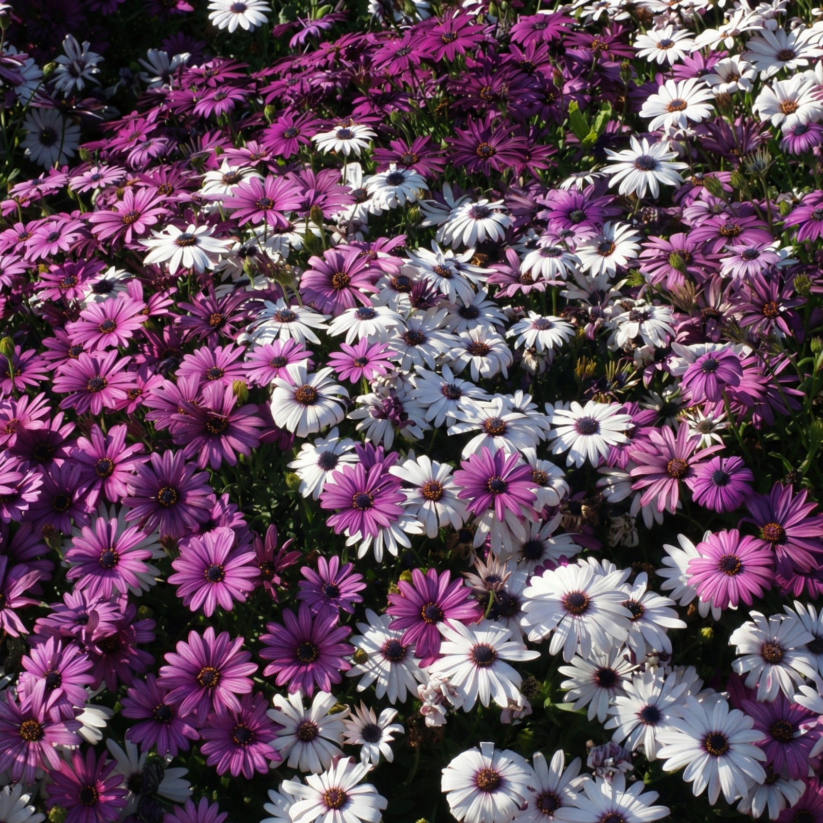 Cape Daisy MIX Osteospermum ecklonis Heat Tolerant Cut Flower Non-GMO 100 Seeds