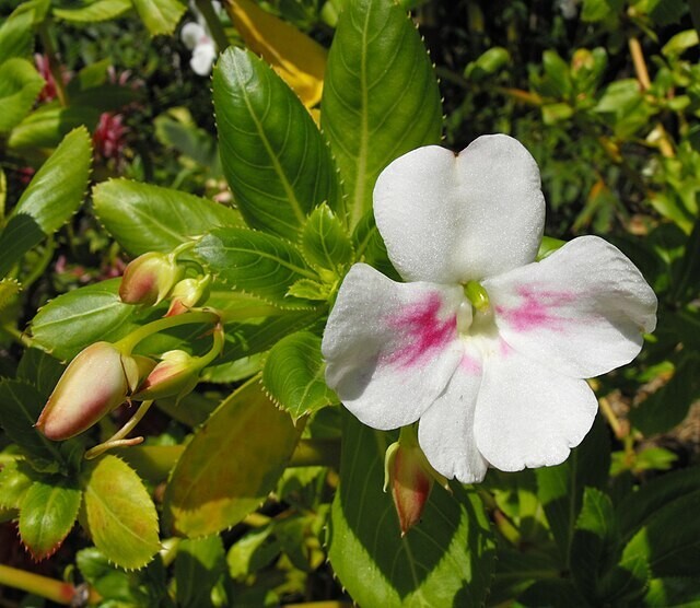 Impatiens sodenii subsp. oliveri | Poor Man’s Rhododendron | 10 Seeds