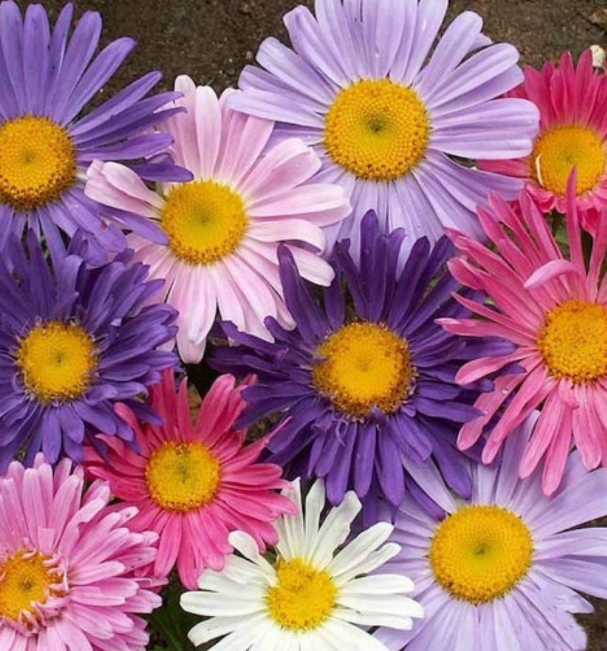 250+ China Aster Mix Seeds **Fresh Seeds** ~~Free Shipping~~