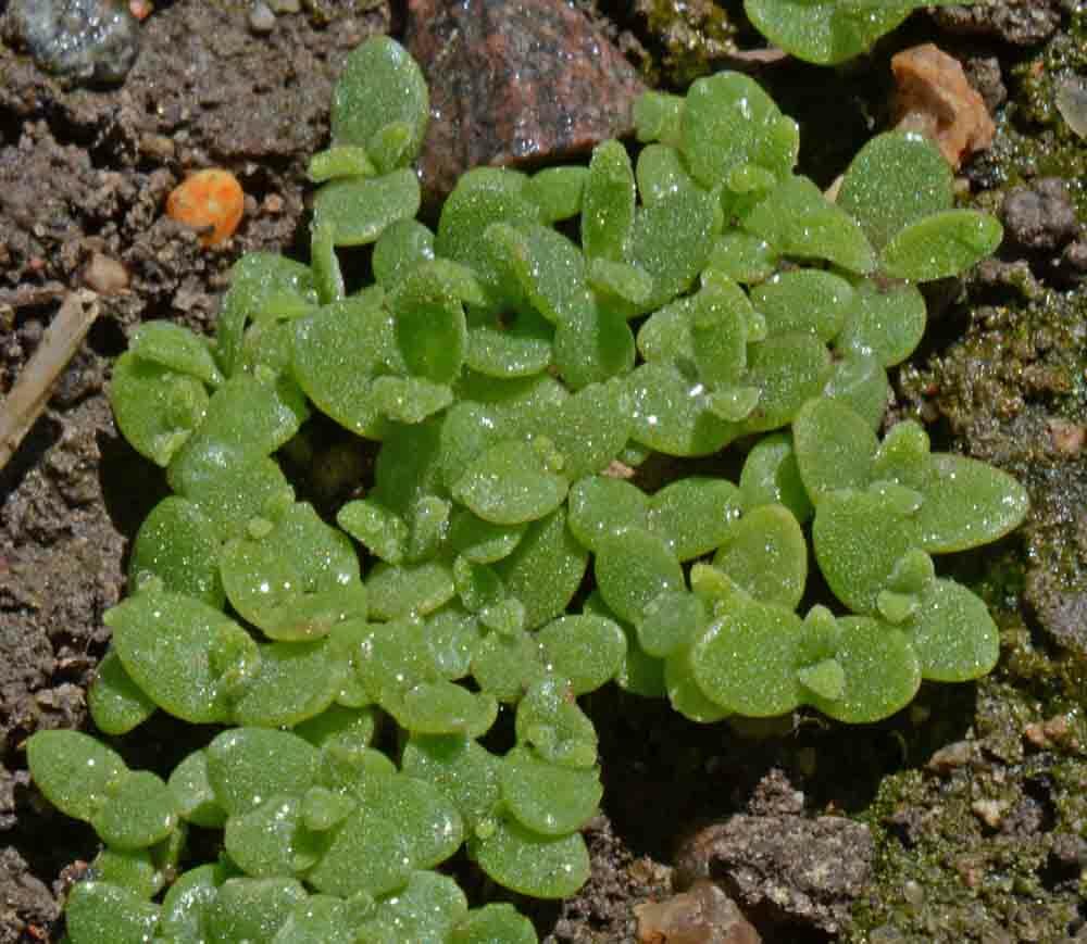 1oz Ice plant Flower Seeds Mixed Dorotheanthus bellidiformis IcePlant