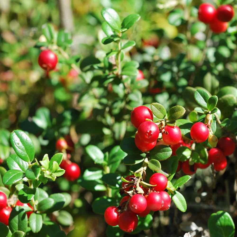 250 Seeds Buy Vaccinium Macrocarpon Cranberry Seeds