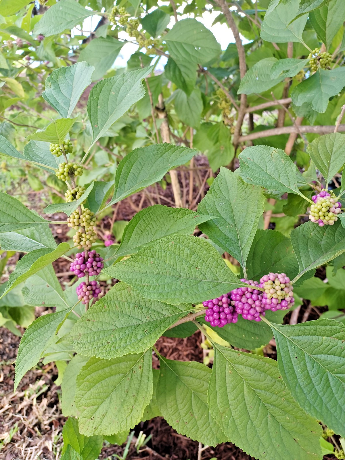 75 American Beautyberry Seeds, Callicarpa americana (Gathered 2025)
