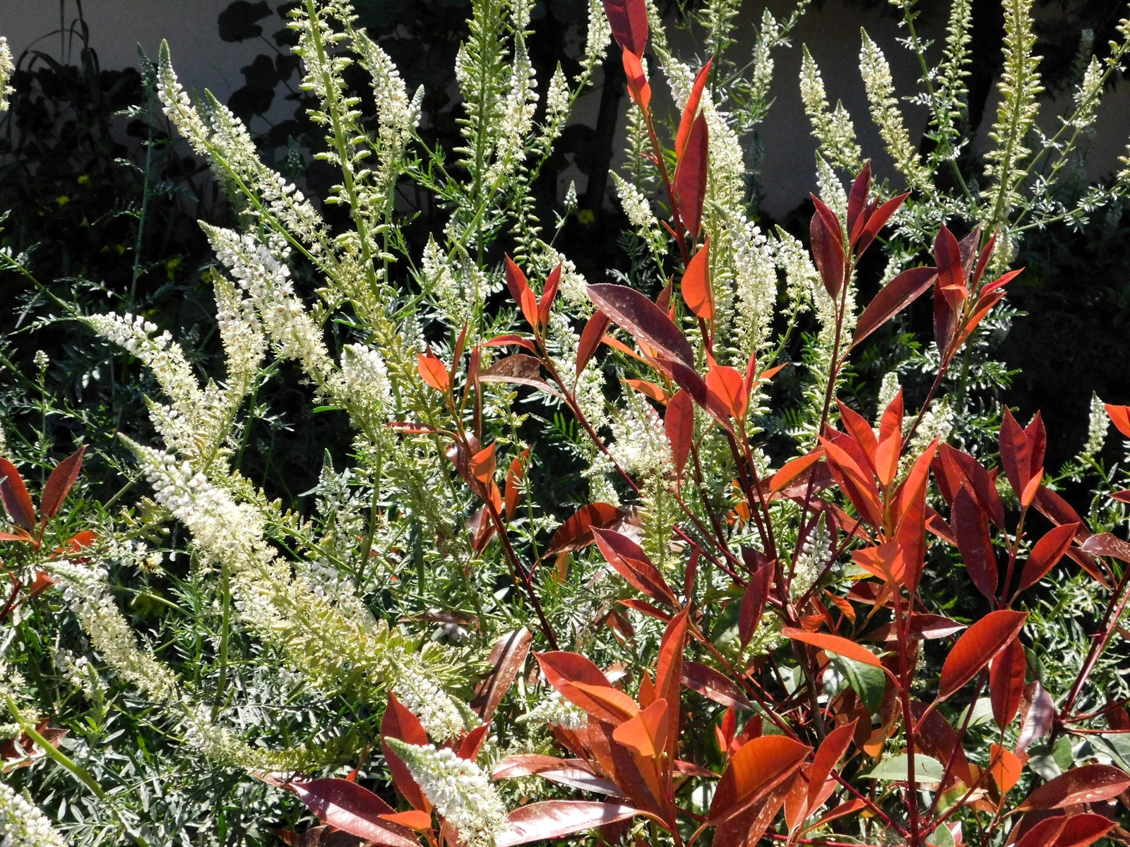 200 WHITE MIGNONETTE Reseda Alba VERY FRAGRANT Flower Seeds *Flat S/H