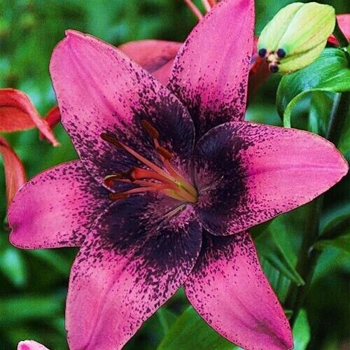 2 – PURPLE & BLACK TANGO Asiatic Lily Live Flower Bulbs – STUNNING PERENNIAL