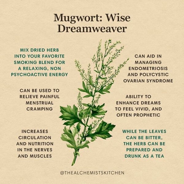 100+ MUGWORT Wormwood HERB SEEDS Magic Medicinal Culinary Heirloom Perennial Usa