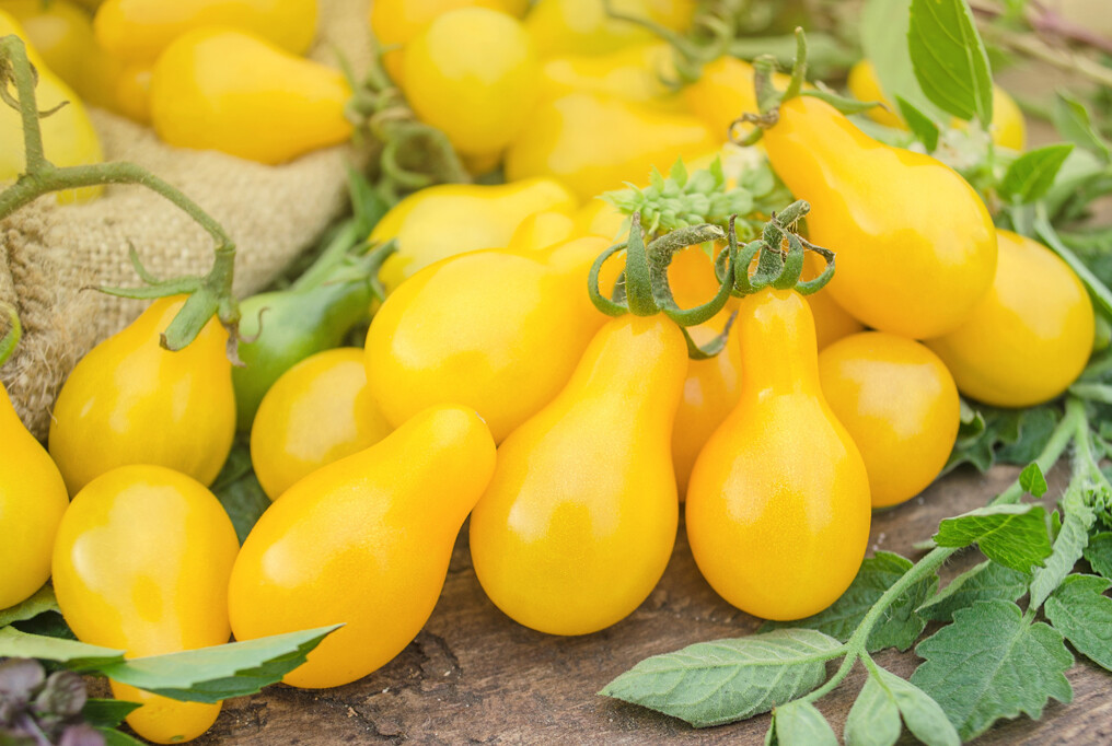 40 CHERRY YELLOW PEAR TOMATO SEEDS HEIRLOOM ORGANIC +gift