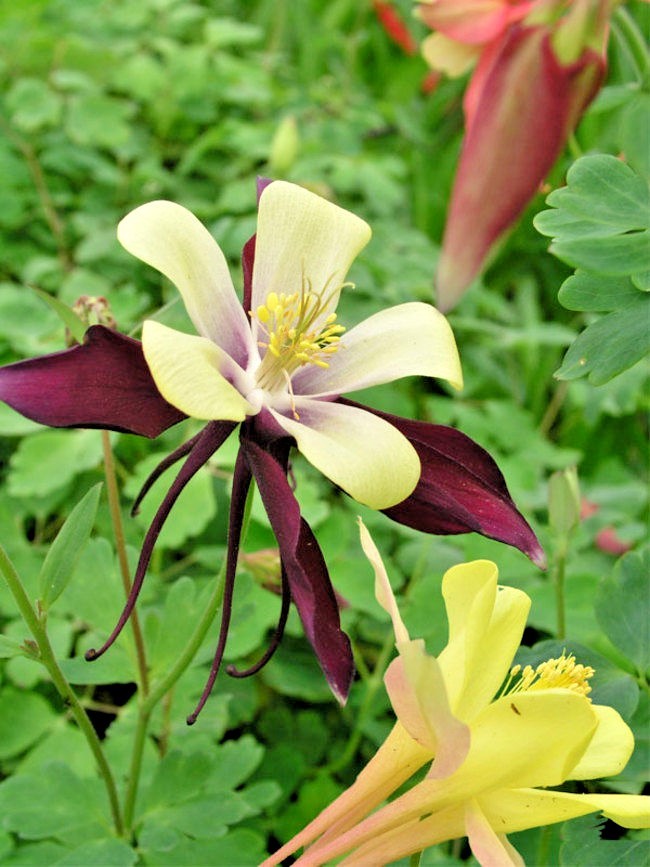 201+COLUMBINE Mix Seeds Perennial Native Wildflower Shade Garden Container Easy