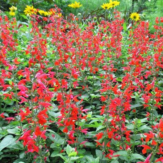 HUMMINGBIRD NECTAR Bulk Wildflower Mix Perennials & Annuals Non-GMO 5000 Seeds