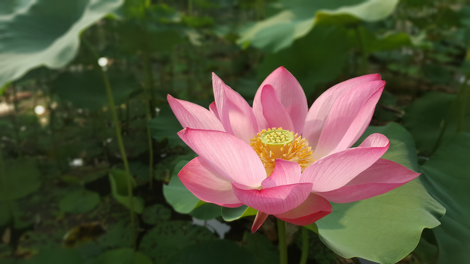 Nelumbo – 5 Wild Indian Lotus Seeds- Water Plant Seeds