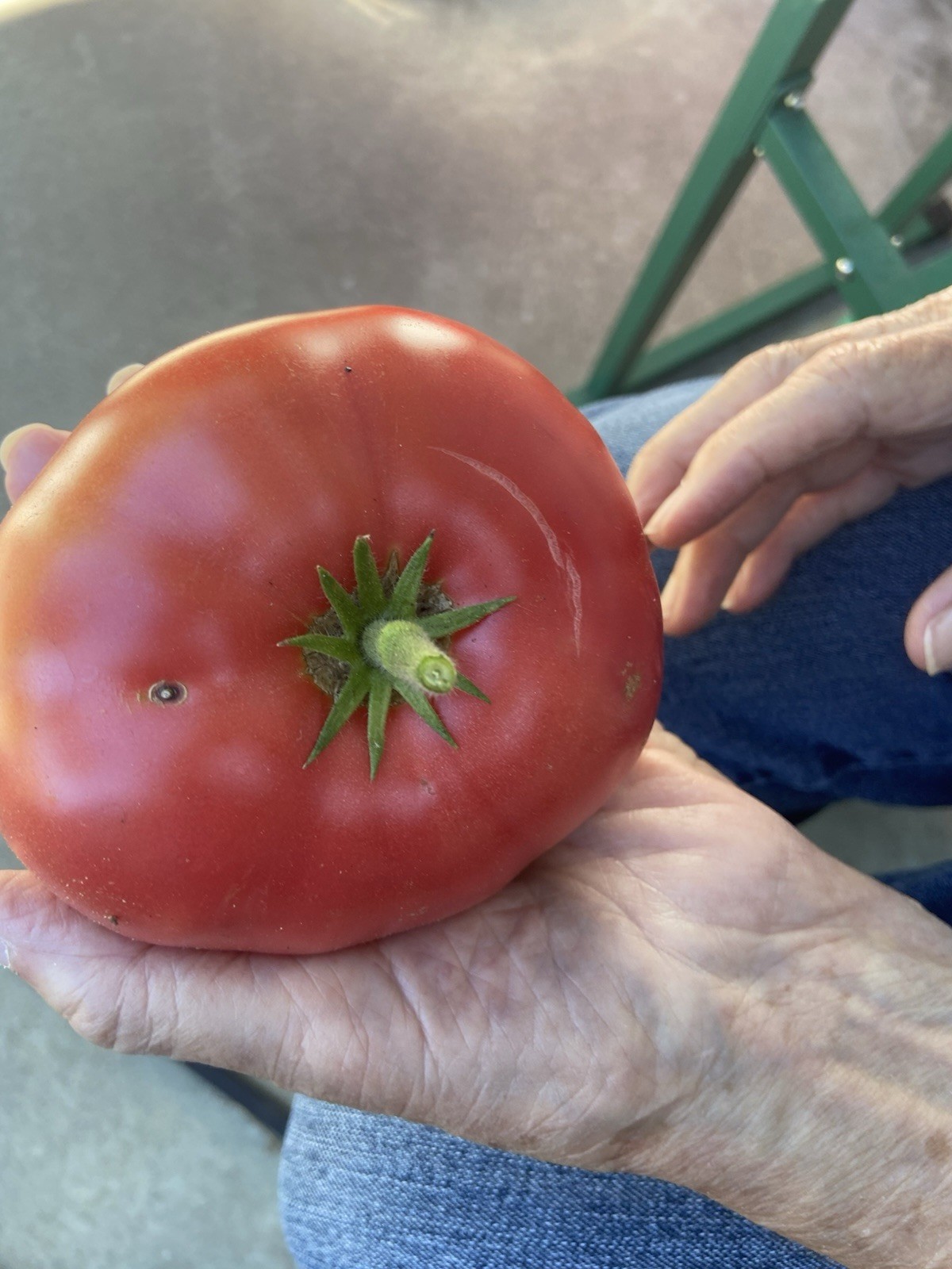 25+ seeds of ED’S MILLENNIUM Tomato -Indeterminate Variety- Solanum lycopersicum