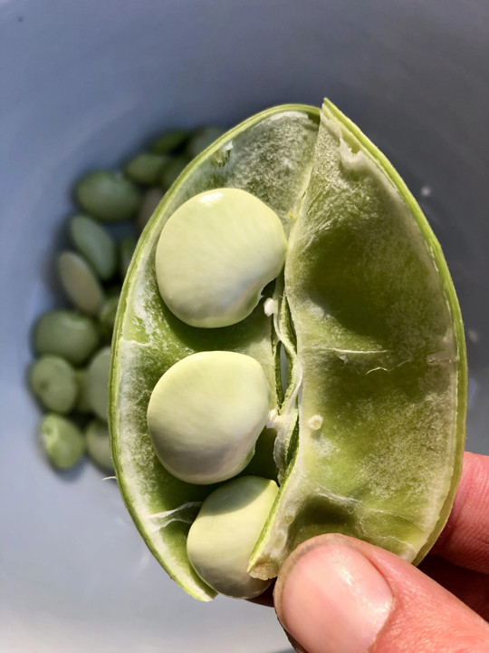 Fordhook 242 Lima Bean Seeds | Treated | Butter Pea Fava Vegetable Seed New 2024