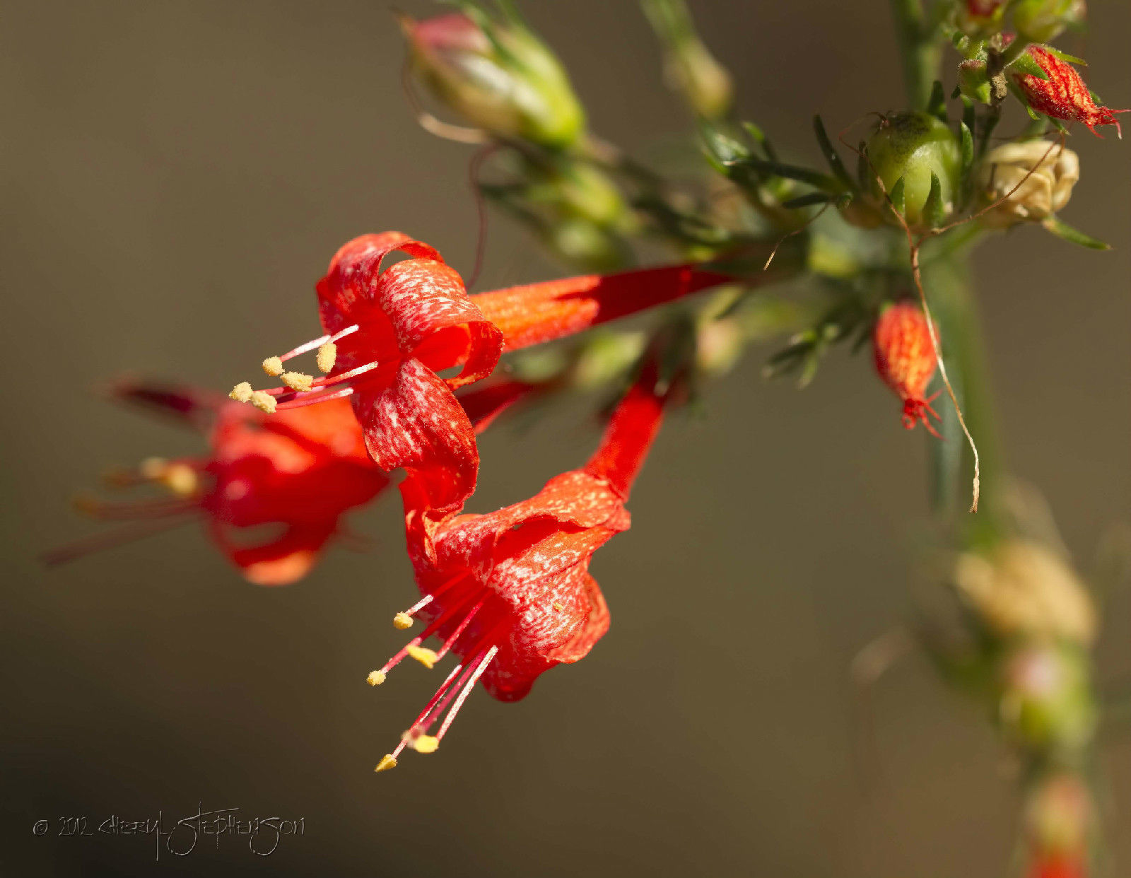 105 SEEDS- penstemon FIRECRACKER Penstemon eatonii Red* GroCo- BUY 15-SHIPS FREE