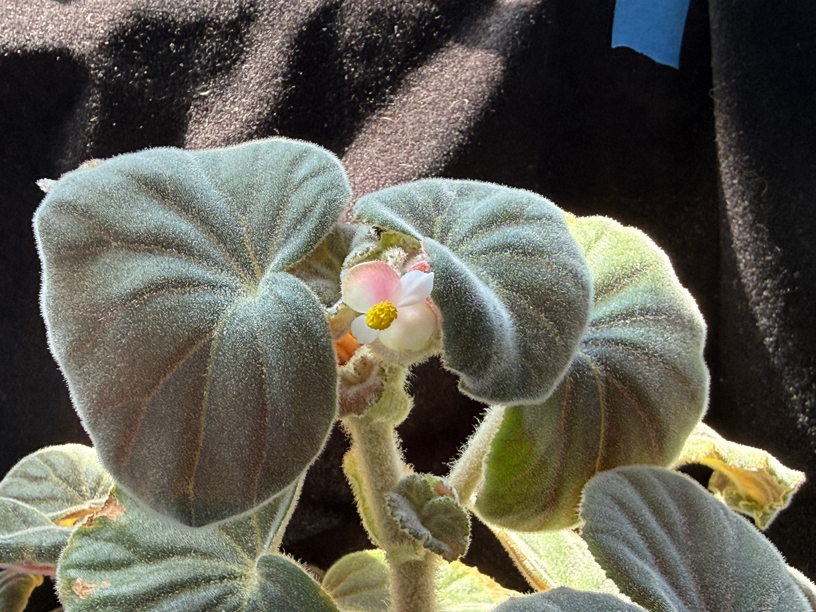 Begonia tomentosa seeds