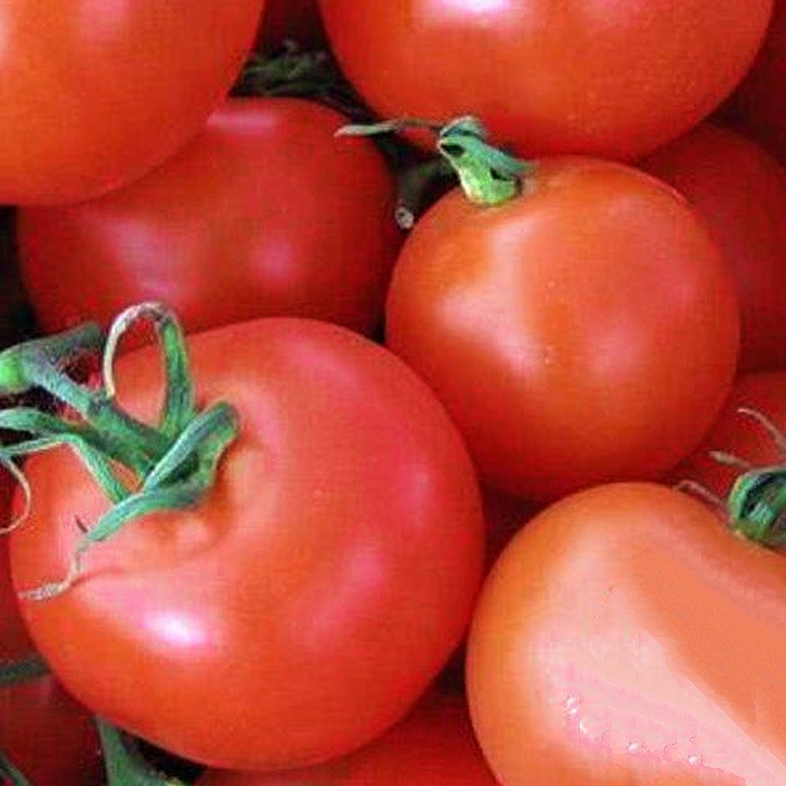 Homestead, Tomato ABS