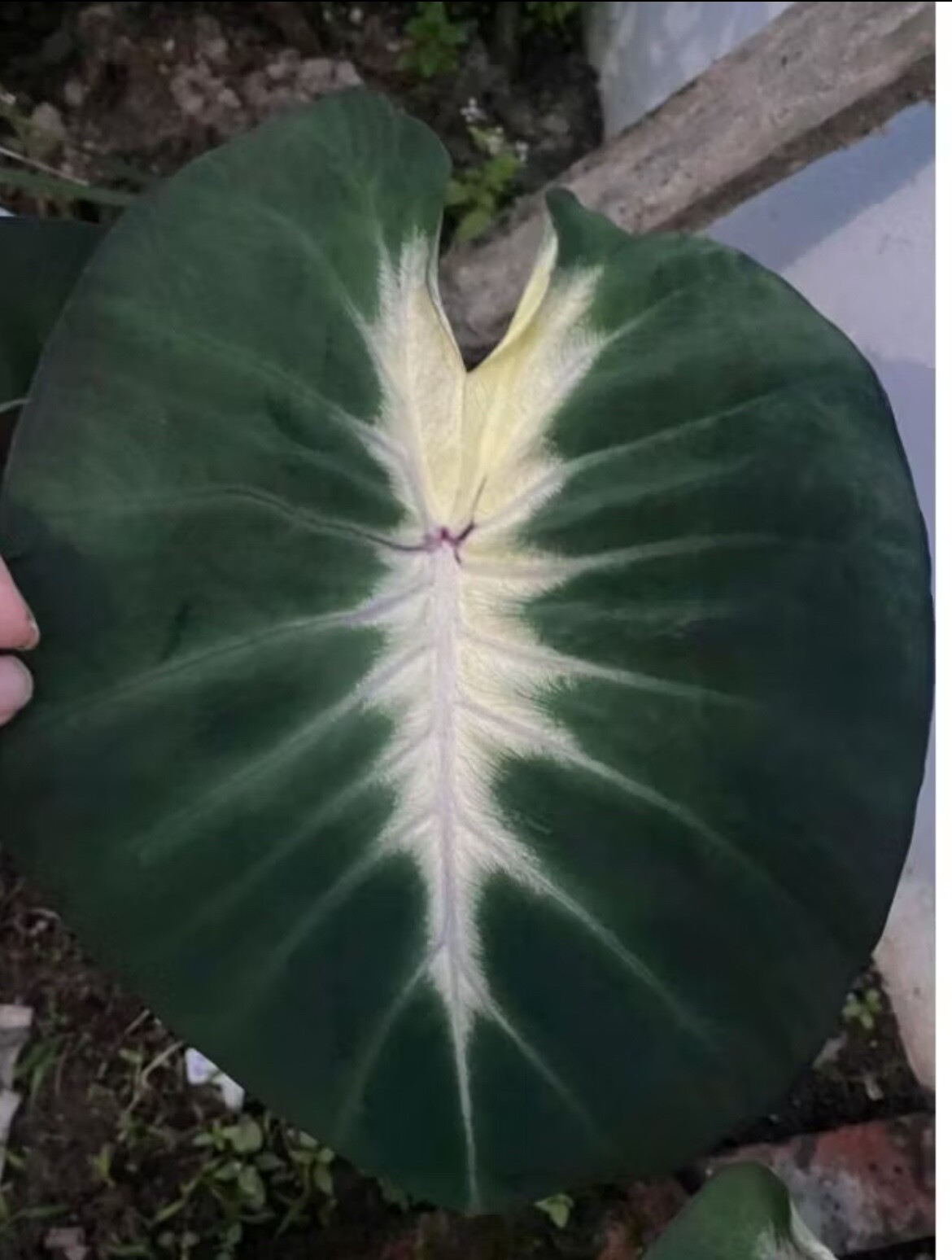 AUTHENTIC Colocasia Tropical Storm 1 bulbs