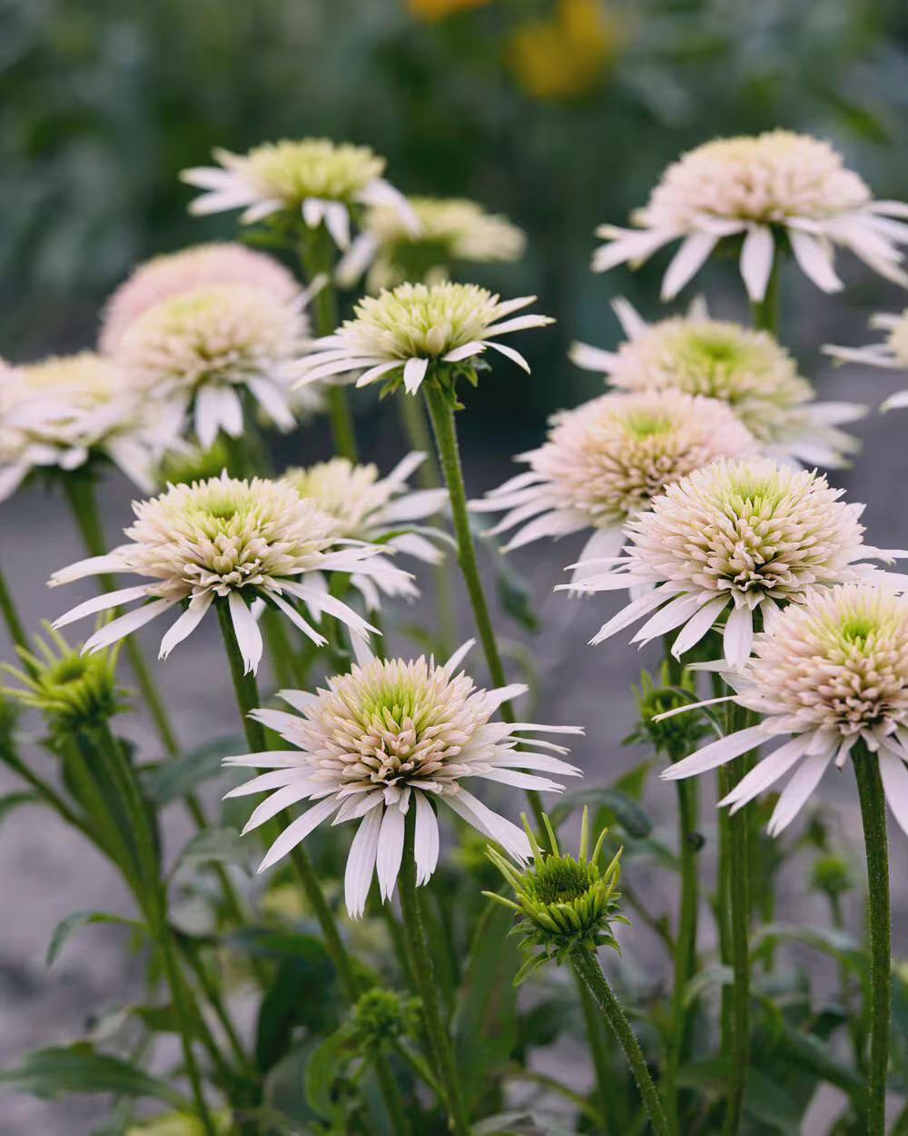 Rare Echinacea: A Delightful Long-lived Coneflower for Pollinators