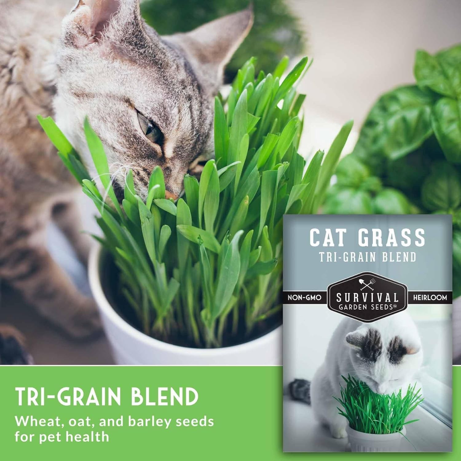 Pet-Friendly Cat Grass Seeds – Fast Germinating Heirloom Greens for Healthy Cats