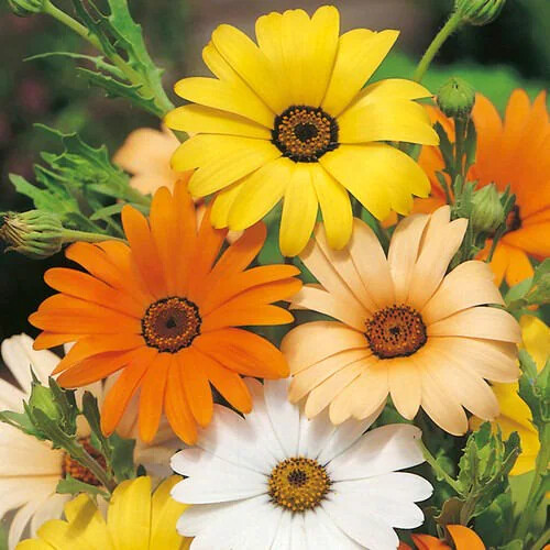 African Daisy Seeds | Heirloom / Non-GMO | Free Shipping | Flower Seeds | 1177
