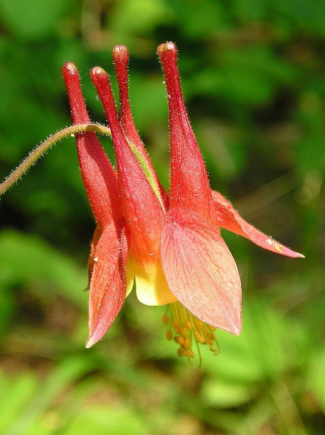 WESTERN RED COLUMBINE, 201 SEEDS, AQUILEGIA FORMOSA, SITKA COLUMBINE USA, NO GMO