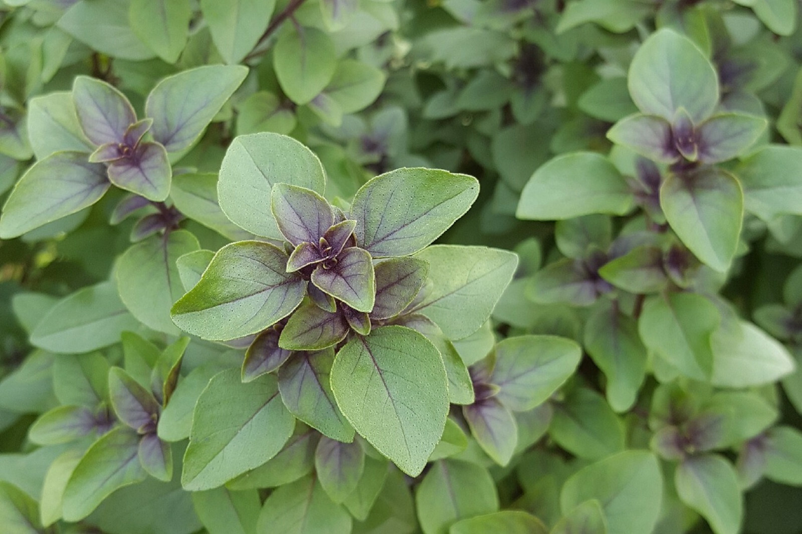 Organic Holy Basil (O. Sanctum) Tulsi | A Medicinal Herb & Spice 200+ Seeds