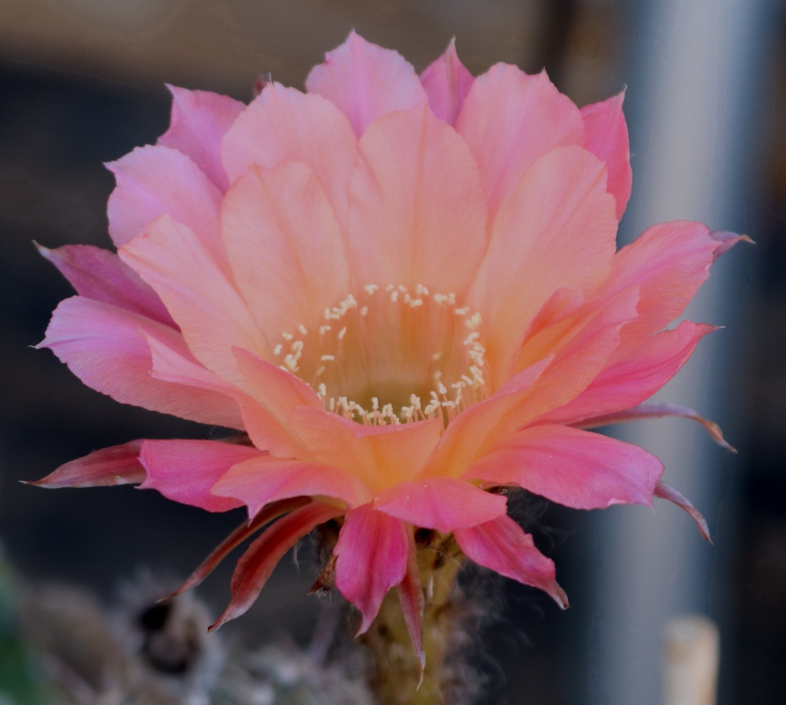 Echinopsis hybrid ‘Fluffy Ruffles’