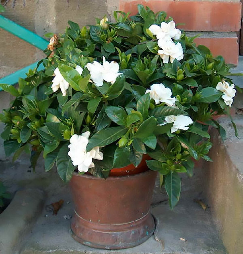 Fragrant Cape Jasmine Shrub, Gardenia jasminoides, Shrub Seeds