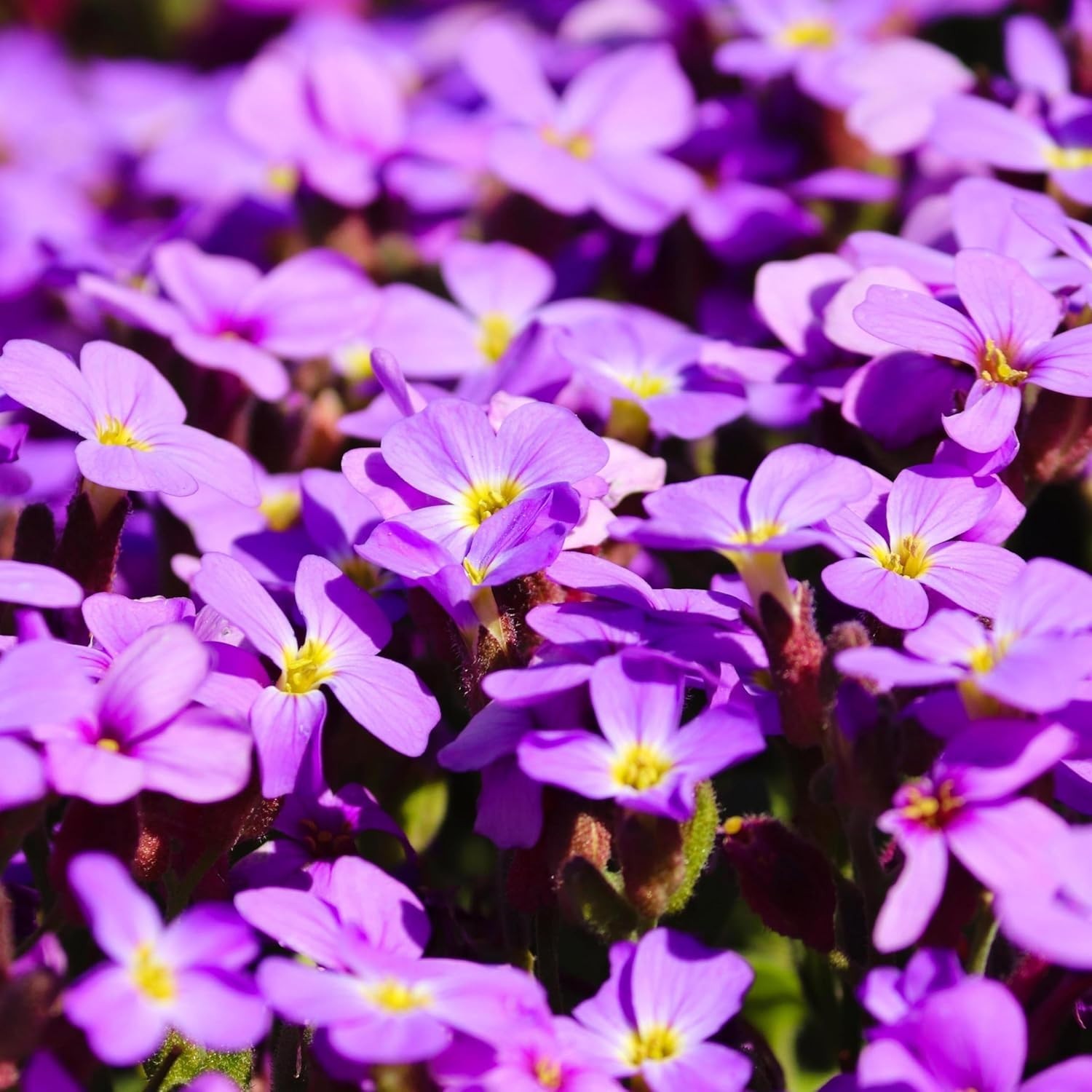 CarpetC 1000+ Creeping Phlox Seeds for Planting, Ground Cover Purple Flowers Sta