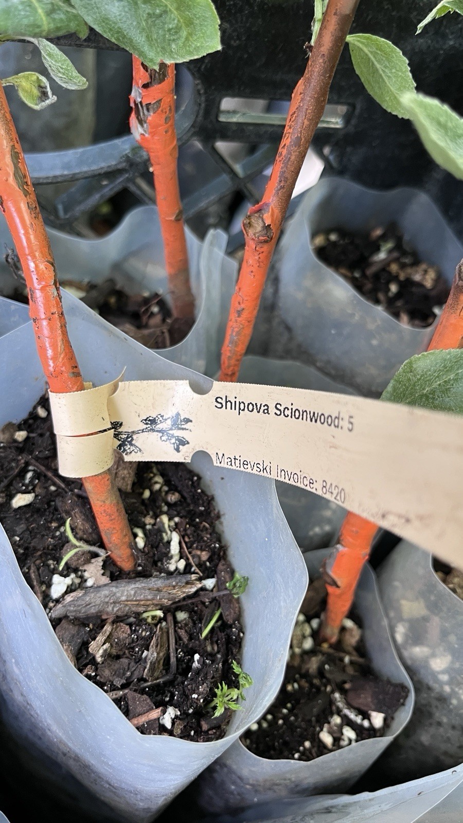 Sorbopyrus, ‘Shipova’ ancient pear hybrid 18-24” tall grafted dwarf plant