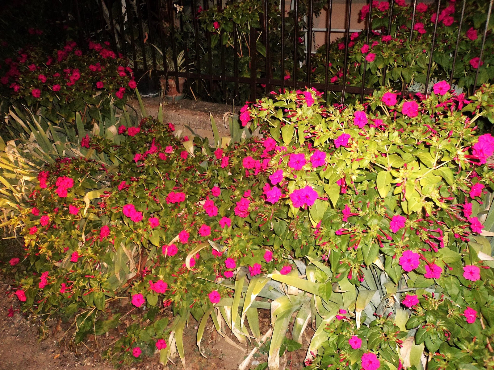 Pink Four O’ Clock Seeds | Mirabilis Rose Marvel Peru Magenta Flower Seed 2025