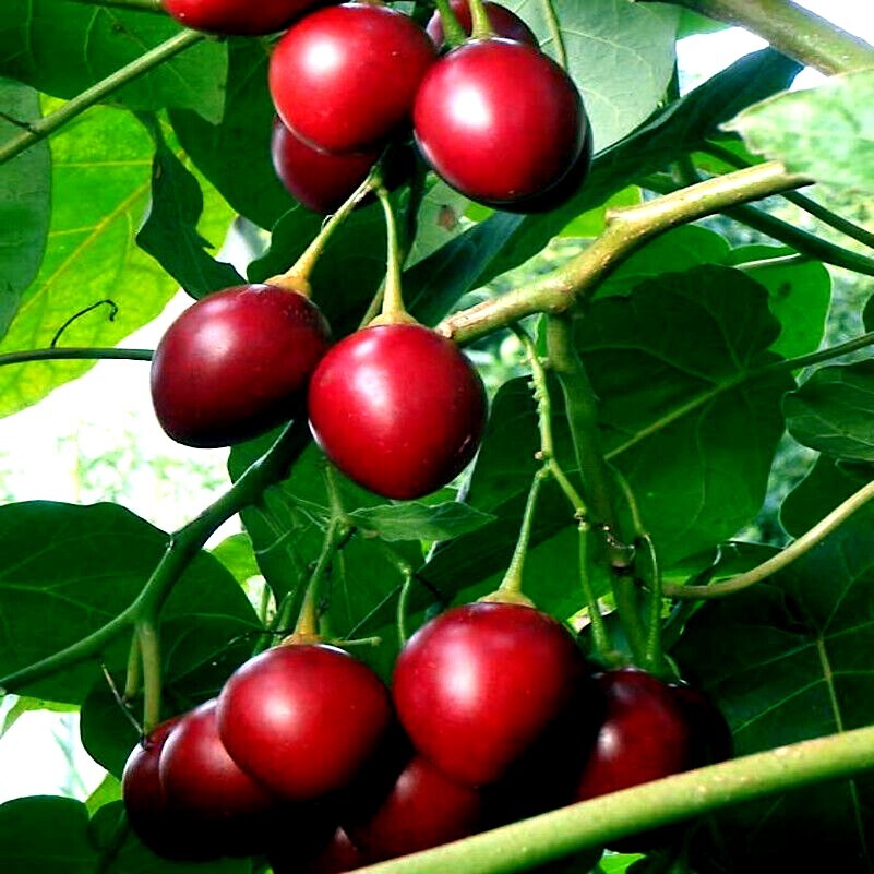 Tamarillo Tree Tomato Seeds Yields 60+lbs of Garden Fruit! Fast Growing Plant