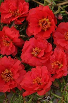 Portulaca Happy Trails Red Deep 250 seeds