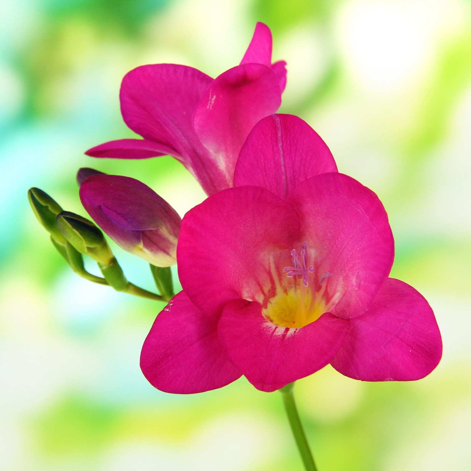 Freesia Single Pink 15 Plant Bulbs, Spring Flowers Bloom in Sun