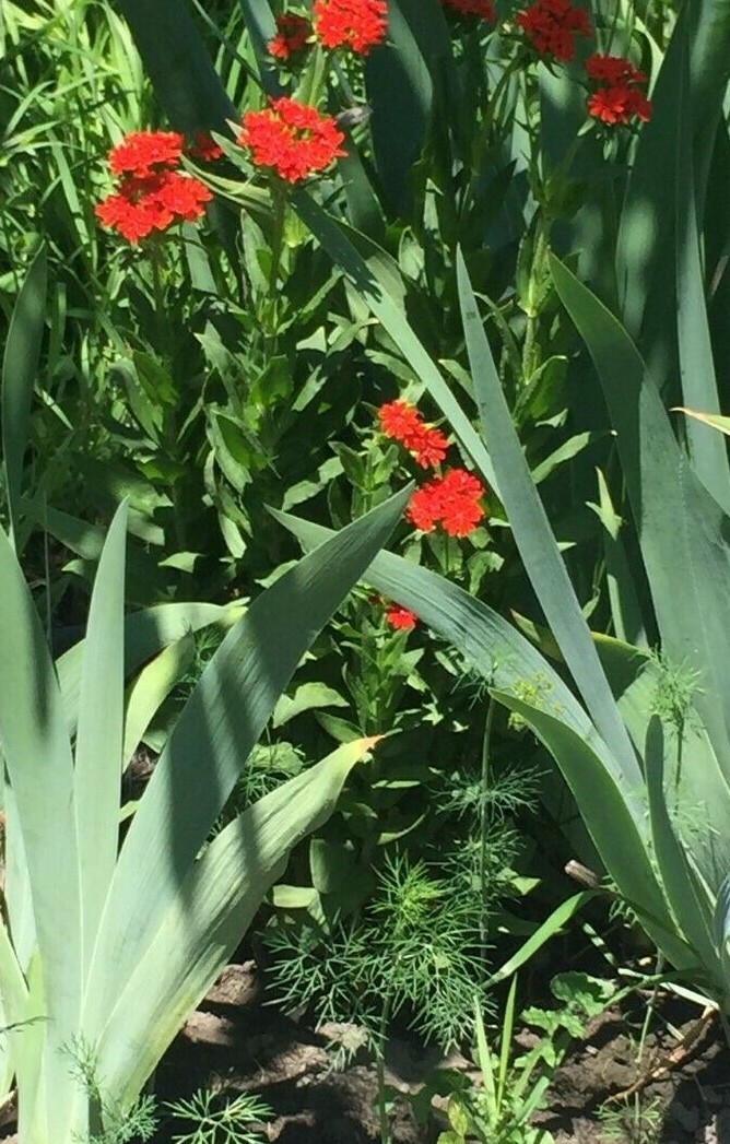 100+ Seeds Lychnis Chalcedonica Maltese Cross Scarlet Lightning Red Perennial