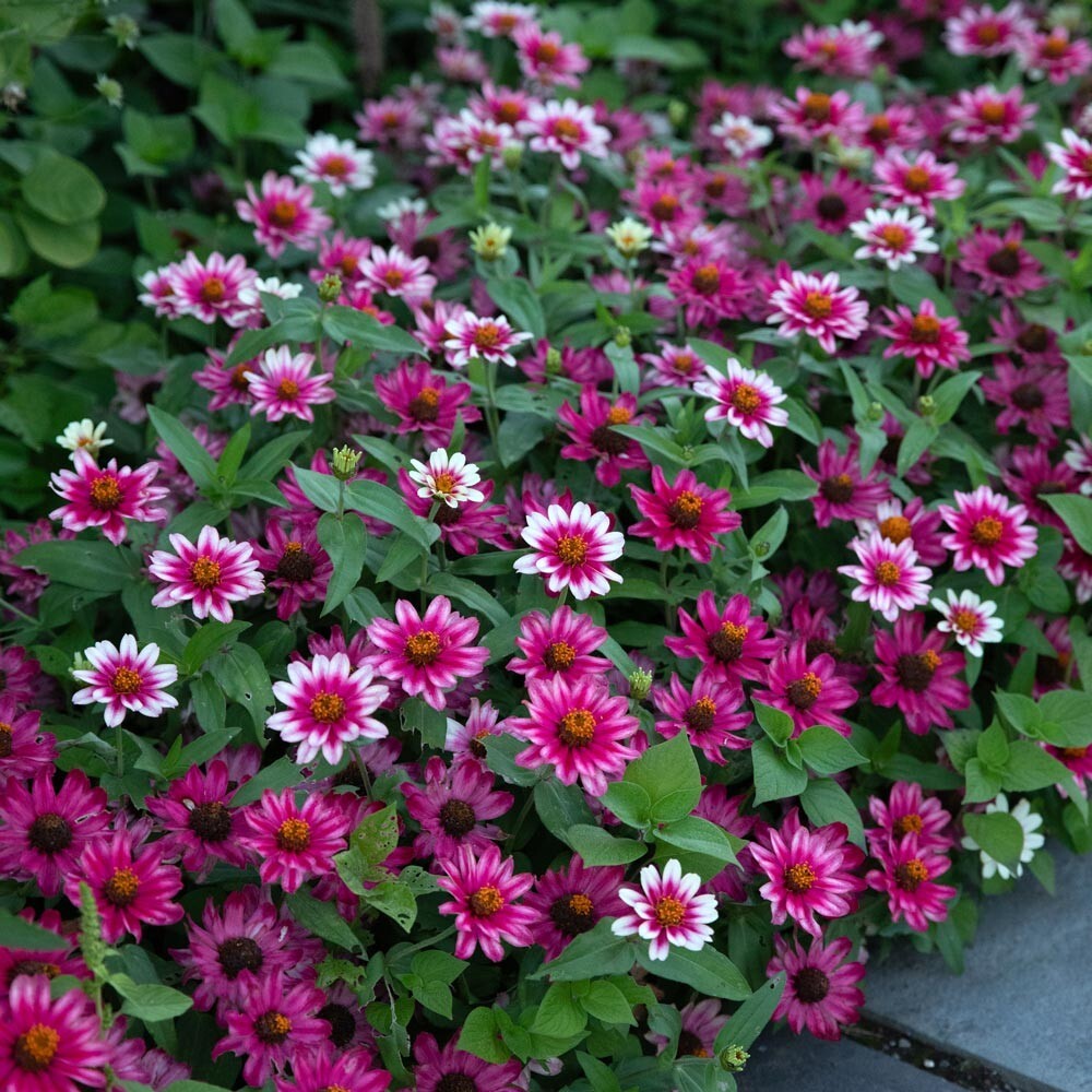 100+ Profusion Cherry Bicolor Zinnia Seeds for Garden – USA – FREE SHIPPING!