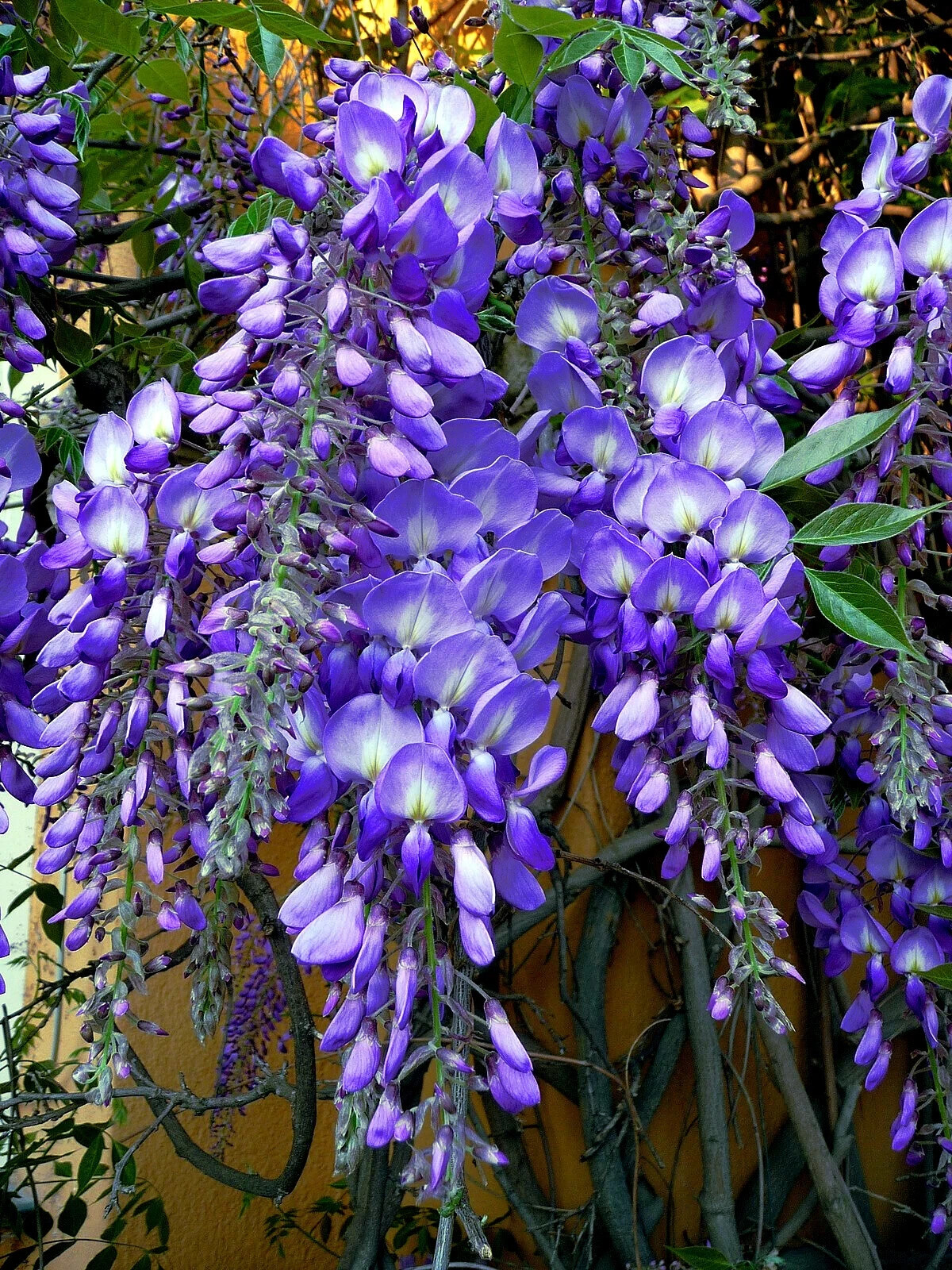 5 Chinese Blue Wisteria sinensis Tree Seeds Fast Climber Flower Vine Hardy Plant
