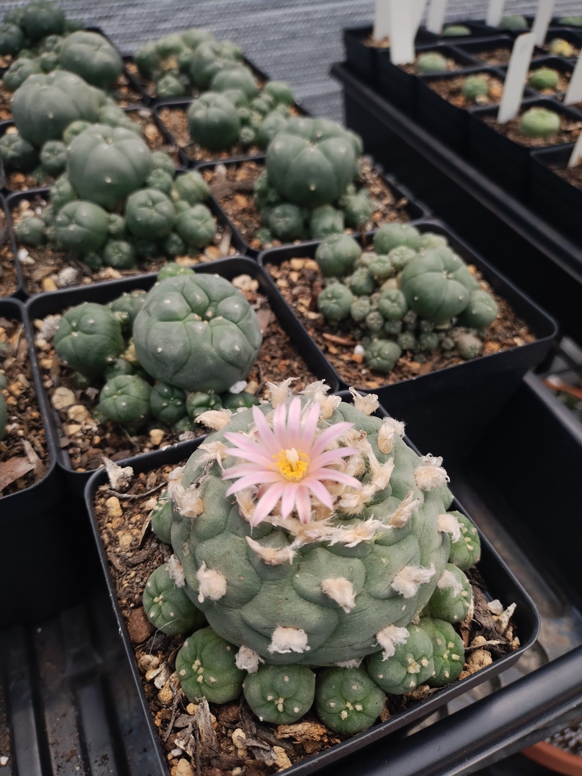 Cactus And Succulent Pesticide, Safe For People And Pollenators. Starkle G
