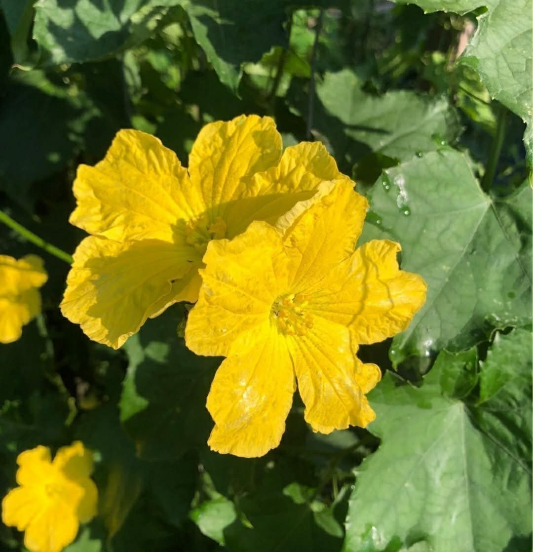 20pcs Luffa Gourd Seeds – Non-GMO, Loofah Sponge Gourd Seeds