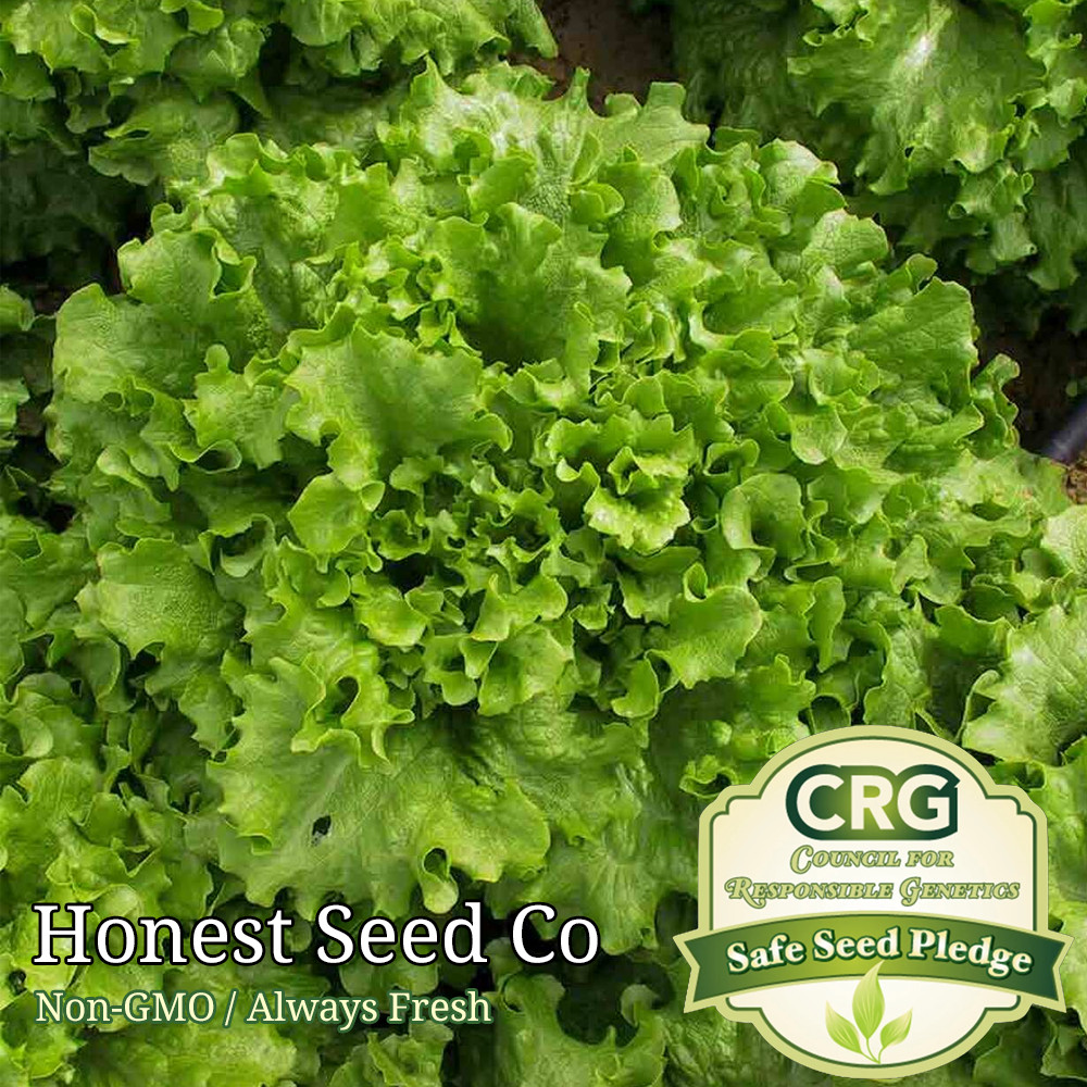 2000+ Salad Bowl Lettuce Seeds | Non-GMO Vegetable Garden Seeds from USA