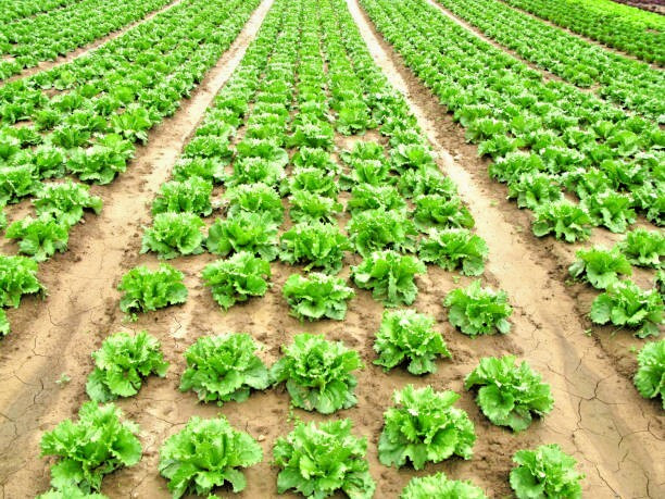 1000 BIBB BUTTERHEAD LETTUCE SEEDS |2026 SALE FREE SHIPPING NON GMO HEIRLOOM