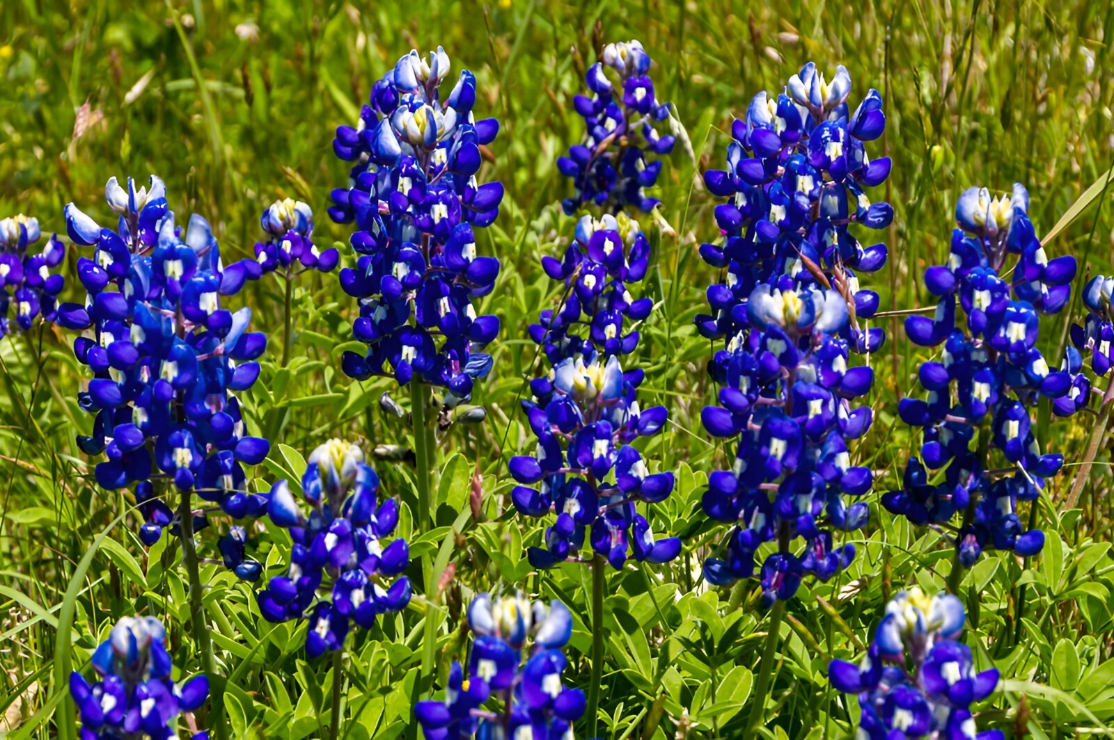 75 Texas Bluebonnet Seeds – Heirloom NonGMO Stunning Blue Texas Wildflower