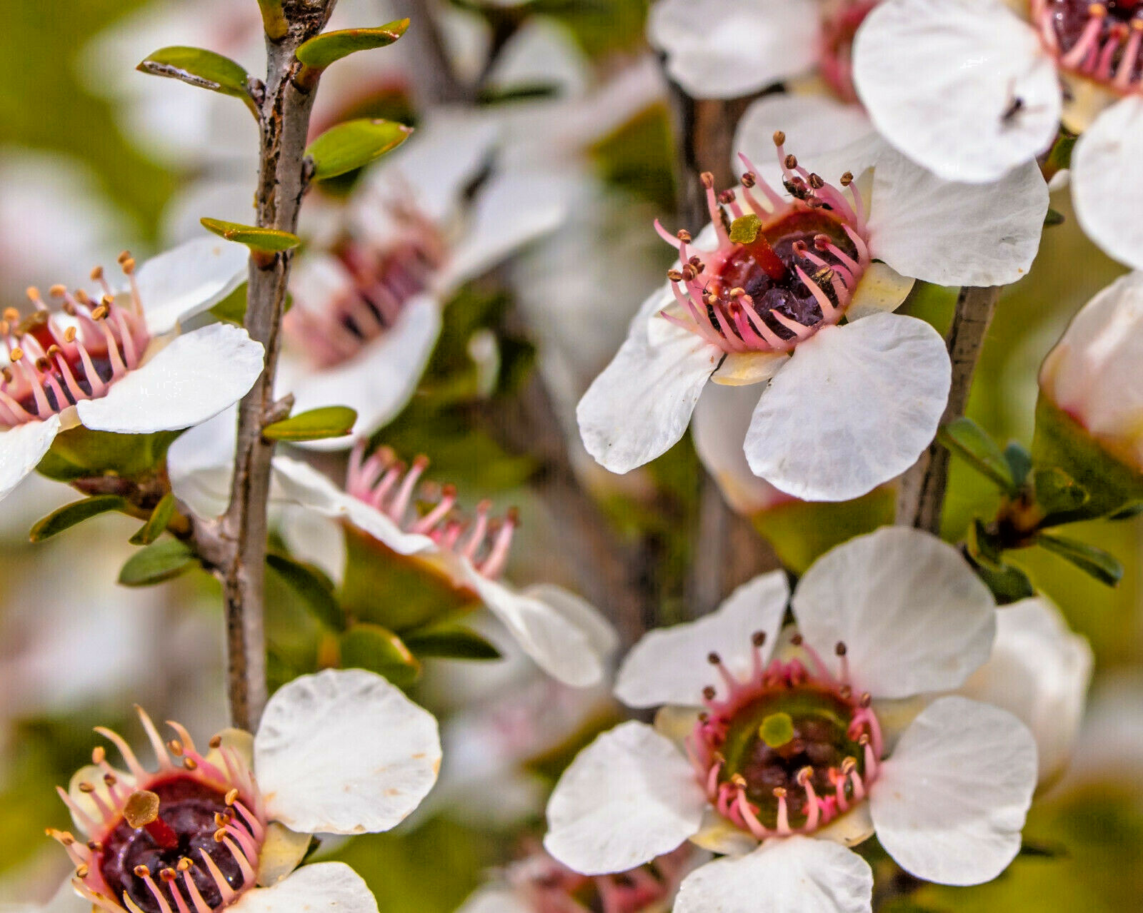100+ Manuka Tea Tree Seeds – Medicinal Tea Bush, Honey, New Zealand, USA SELLER