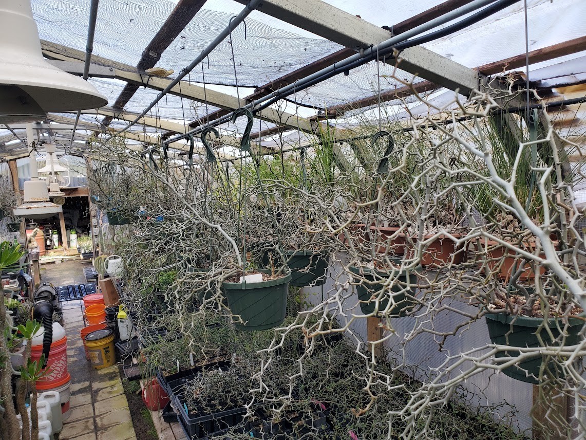 Decarya madagascariensis – Zig Zag Plant – Madagascar – Rooted Lot Dm1