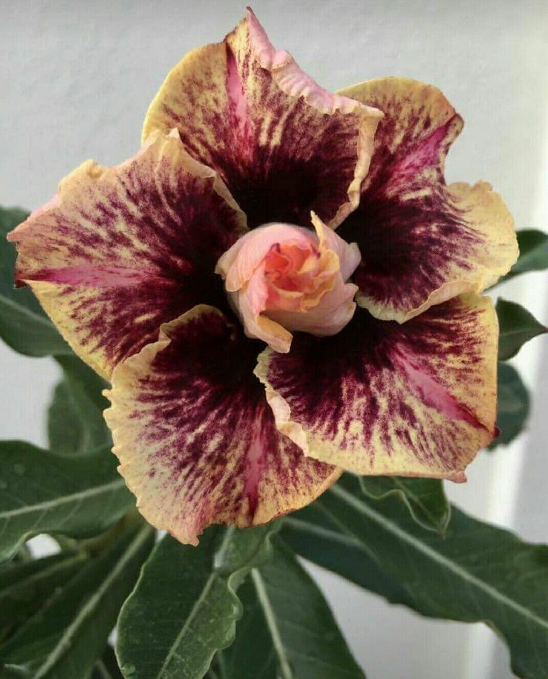 4 Cream Maroon Desert Rose Seeds Adenium Obesum Flower Perennial Seed US SELLER